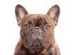 French bulldog of tiger color. Purebred young dog isolate on white