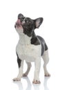 French bulldog touching his nose with tongue Royalty Free Stock Photo