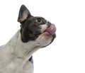 French bulldog touching his nose with tongue Royalty Free Stock Photo