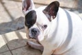 french bulldog, unaware French bulldog Royalty Free Stock Photo