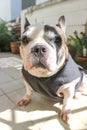 French bulldog, unaware French bulldog Royalty Free Stock Photo