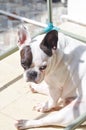 french bulldog, unaware French bulldog or  moshe french bulldog Royalty Free Stock Photo