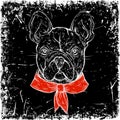 French Bulldog. Vintage black and white hand drawn vector illustration in sketch style
