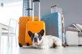 French bulldog waiting at packed travel baggages