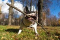 French Bulldog on a walk gnaws off a stick