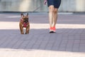 French bulldog on a walk