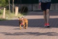 French bulldog on a walk