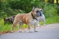 French bulldog for a walk in the summer park