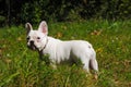 White French bulldog on green grass
