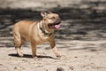 A French Bulldog walking in the parl Royalty Free Stock Photo