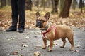 French bulldog walks in autumn park Royalty Free Stock Photo