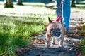 French bulldog walks in the autumn park Royalty Free Stock Photo