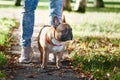 French bulldog walks in the autumn park Royalty Free Stock Photo