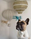 French bulldog watching paper balloons and blue airplane, white background Royalty Free Stock Photo