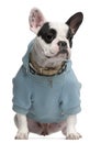 French Bulldog wearing blue hooded sweatshirt