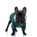 French bulldog wearing cool green costume and posing