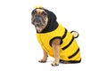 French Bulldog wearing a cute and funny striped bee dog costume with hood and antlers and wings on back, sitting on ground isolate Royalty Free Stock Photo