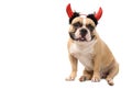 French bulldog wearing devil headband isolated on white background, pets and halloween