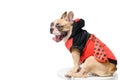 French Bulldog wearing funny Ladybug costume yawning on table Royalty Free Stock Photo