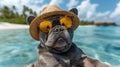 french bulldog wearing a hat on the beach