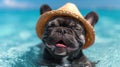 french bulldog wearing a hat on the beach