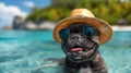 french bulldog wearing a hat on the beach