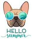 French bulldog wearing mirror sunglasses with palm trees reflection, with Hello Summer text vector illustration. Funny pet,