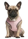 French bulldog wearing pink, 18 months old