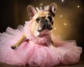 French bulldog is wearing a tutu costume.