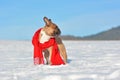 French Bulldog wearing a warm red winter scarf standing in midle winter of snow landscape in cold temperatures Royalty Free Stock Photo