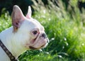 French bulldog white dog face close-up top view Royalty Free Stock Photo