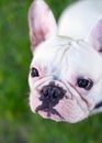 French bulldog white dog face close-up top view Royalty Free Stock Photo