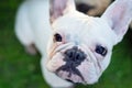 French bulldog white dog face close-up top view Royalty Free Stock Photo