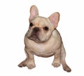 French Bulldog with wihte background