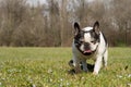 French bulldog into the wild