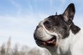 French bulldog into the wild