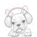 French Bulldog in winter headphones. Print on clothes. Cute puppy. Pedigree dog. Winter Royalty Free Stock Photo