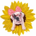 French Bulldog on yellow sunflower