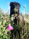 French Bulldogg with flower