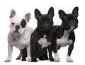 French Bulldogs, 11 months old, 3 and 6 years old,