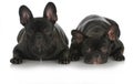 French bulldogs Royalty Free Stock Photo