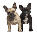 French bulldogs, 3 years old, standing Royalty Free Stock Photo