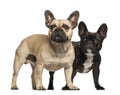 French bulldogs, 3 years old, standing Royalty Free Stock Photo