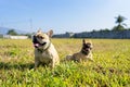 French bulldogs in a lush green grass field, basking in the warm sunlight