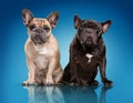 French bulldogs over blue background Royalty Free Stock Photo