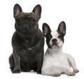 French Bulldogs, sitting and lying Royalty Free Stock Photo