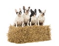 French Bulldogs sitting on a straw bale