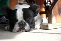 French Bulldogs, tired in the summer Royalty Free Stock Photo