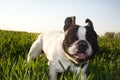 French Bulldogs, on a walk Royalty Free Stock Photo