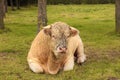 French Charolais bull lying in grass green Royalty Free Stock Photo